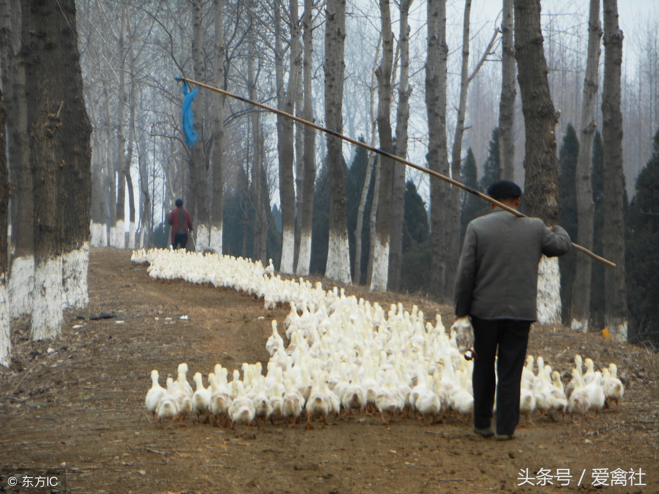 新手养鹅需要投资多少,新手养鹅