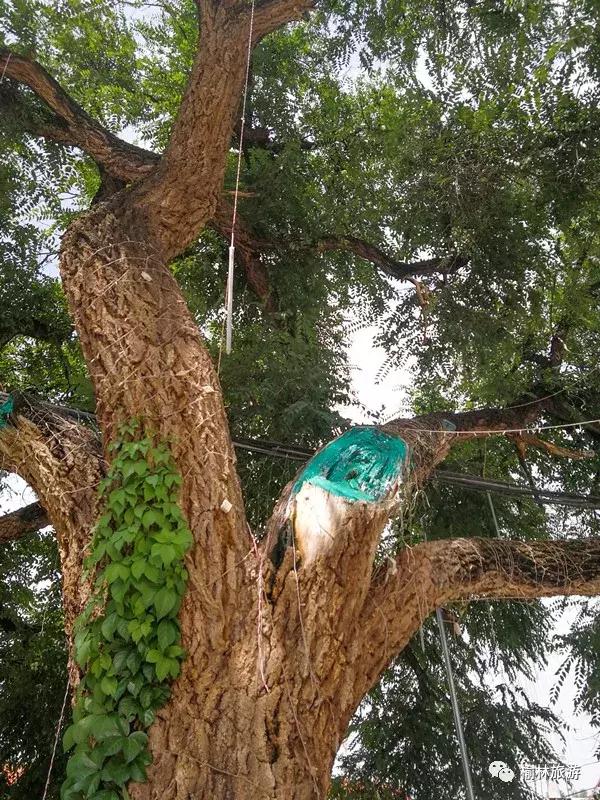 走遍榆林寻古树、品农味、游乡村，感受最清爽的一抹绿之子洲篇