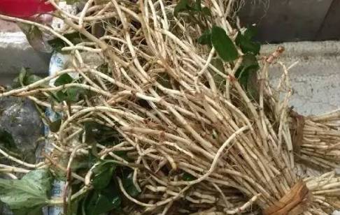 送你一款天然消炎药,4种天然消炎药隔三差五吃