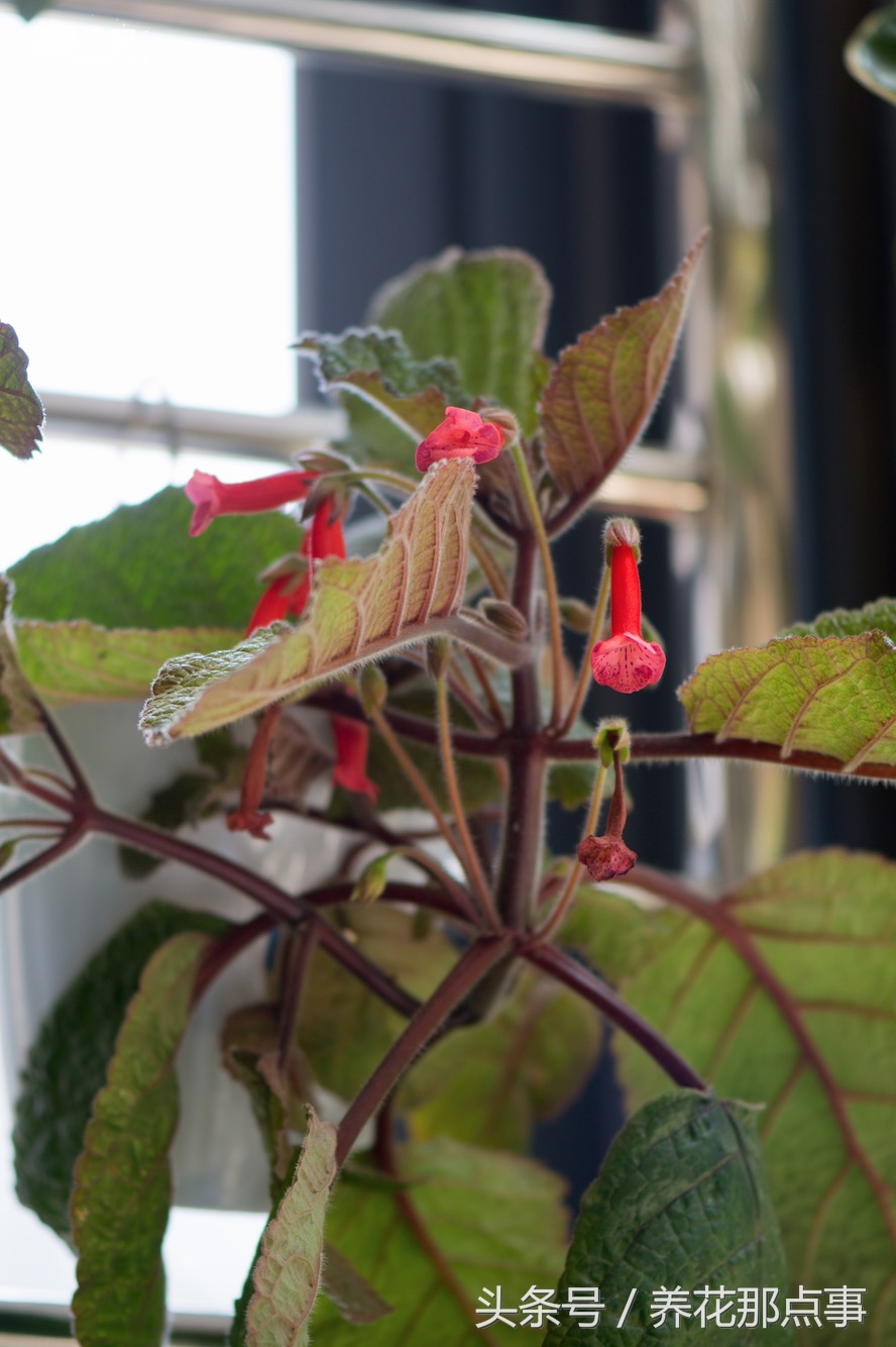 在鱼缸旁边种上这些花,不但花长得好而且还能给鱼缸增添色彩感