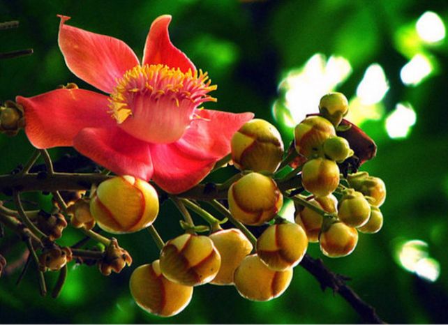 「词风雅韵」李瑾｜点绛唇十九韵十九花