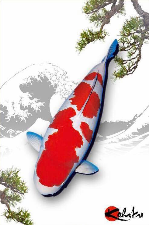 锦鲤风水养法大全,锦鲤养10条风水学有什么说法