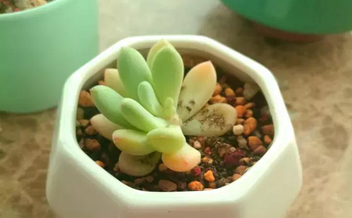 绿萝盆栽烂根了怎么办,君子兰绿萝叶子边发黄怎么办