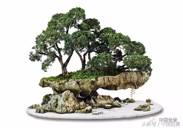 值得收藏的盆景养护常用技法