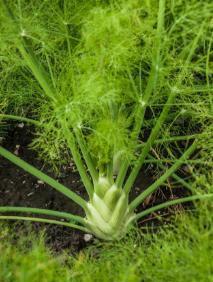 立秋后可以种植小茴香,秋天种植的茴香几天出苗