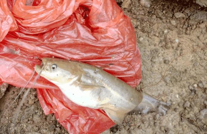 溶洞里流出来的泉水,溶洞溪水流入水中