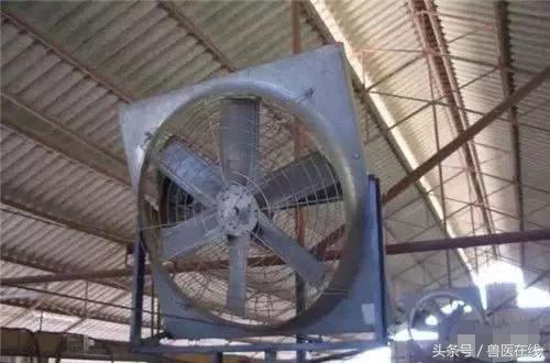 温氏母猪的养殖方法,温氏养猪饲养教学