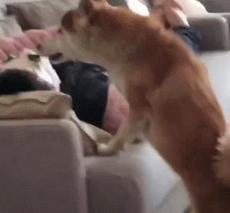 女主人贴面膜吓坏狗,女主人敷面膜狗被吓到