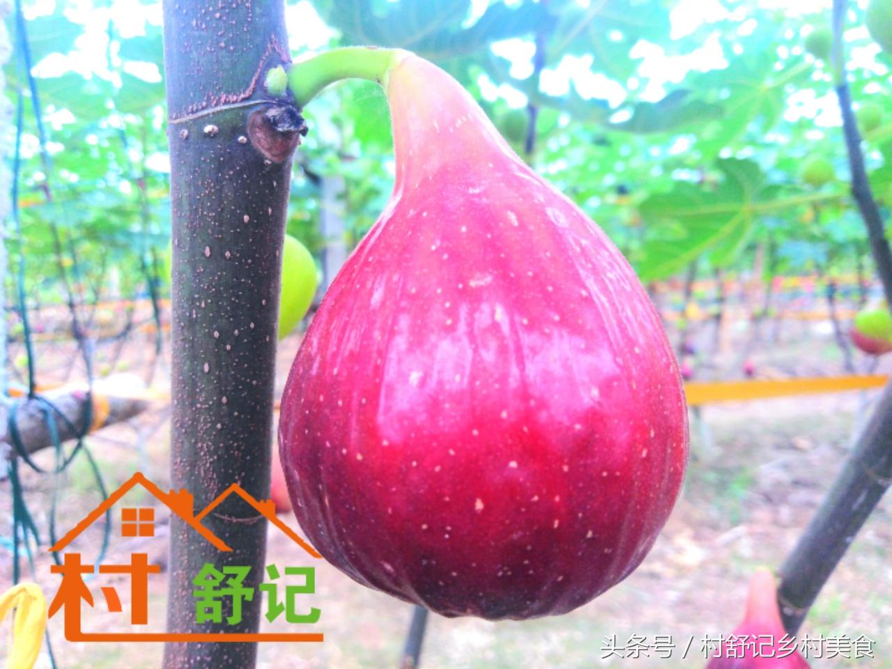 湖南无花果什么品种最好吃,溆浦县低庄无花果