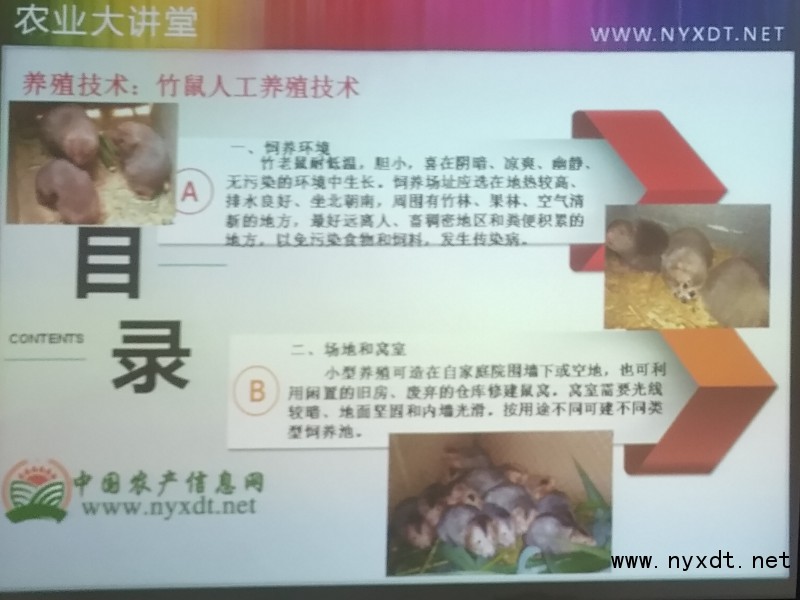 竹鼠人工养殖,广西贺州市八步区养殖竹鼠