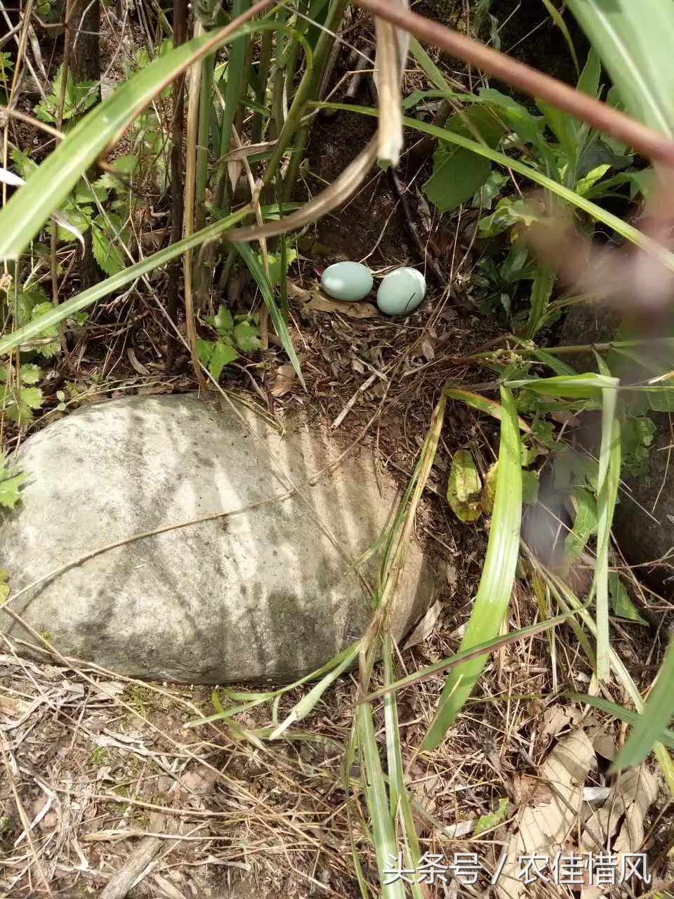 农村小伙子养鸡年收入240万你信吗,90后女大学生养鸡年销售3000万