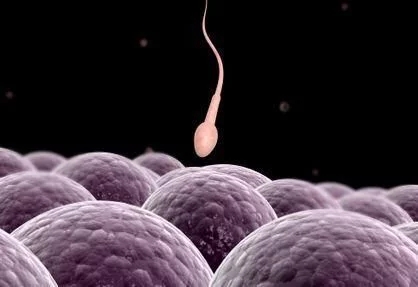 “精子”进入女人的体内,如果没受精去哪儿了?看完就笑了!