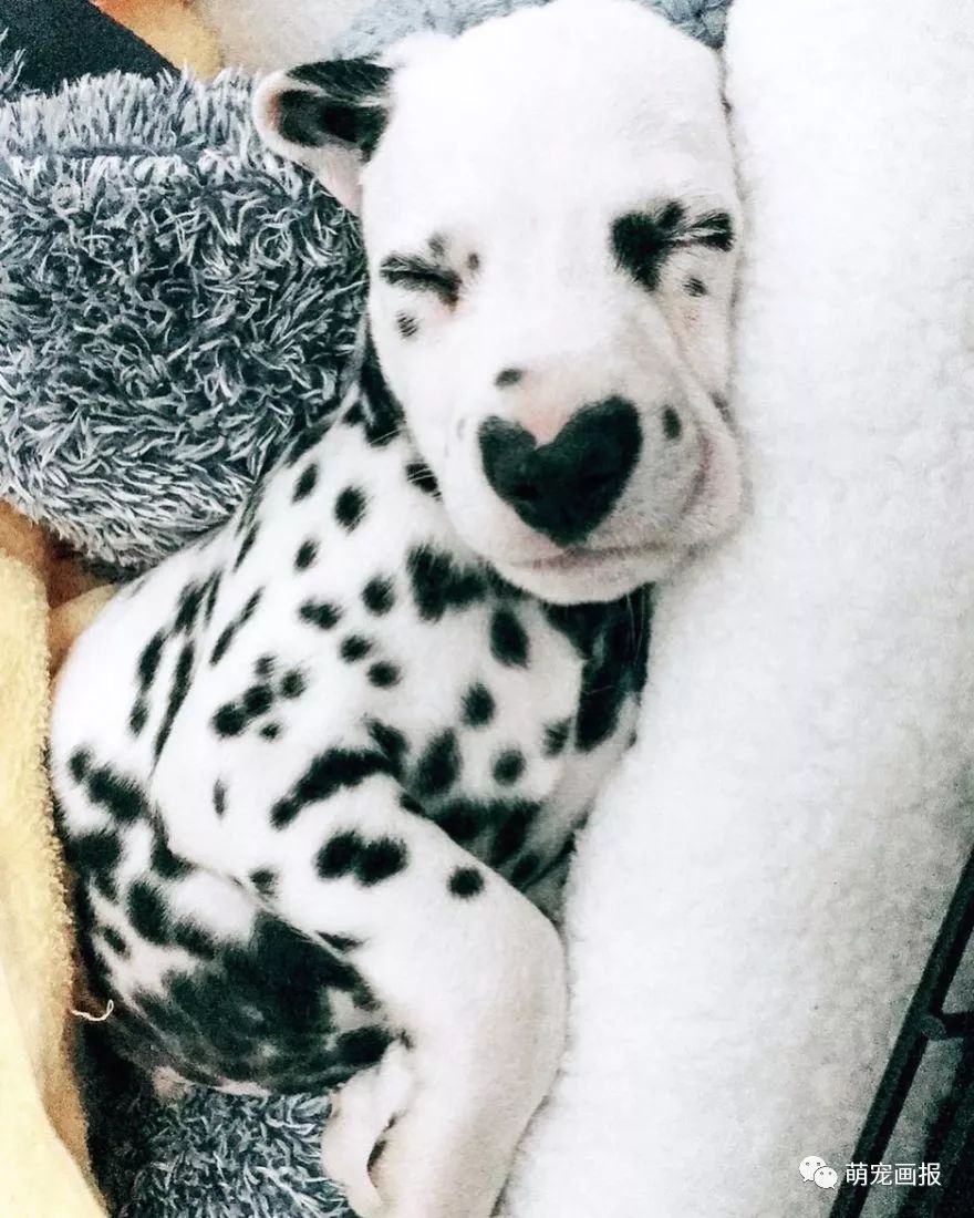 爱心形状的斑点狗,斑点狗聪明可爱