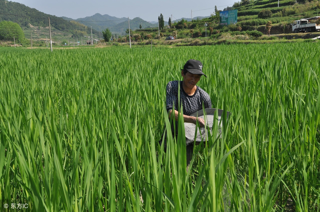 小龙虾养殖前景分析,小龙虾养殖经营模式有哪些