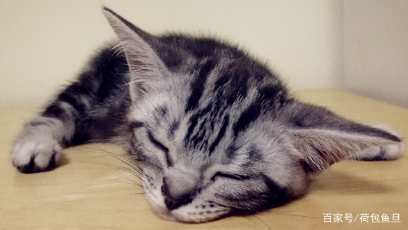 养一只猫家里好臭怎么办,养一岁猫该怎么清理粪便