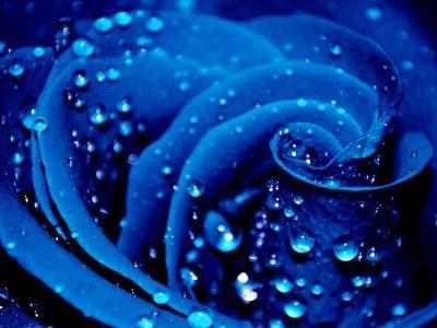 鑺辫澶у叏涓冨閫佽姳鏀荤暐,瑙ｅ咖鎯呰瘽