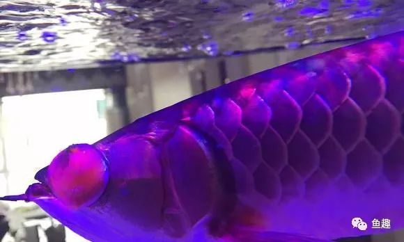 龙鱼眼睛撞破了怎么办,龙鱼吓到了要多久恢复