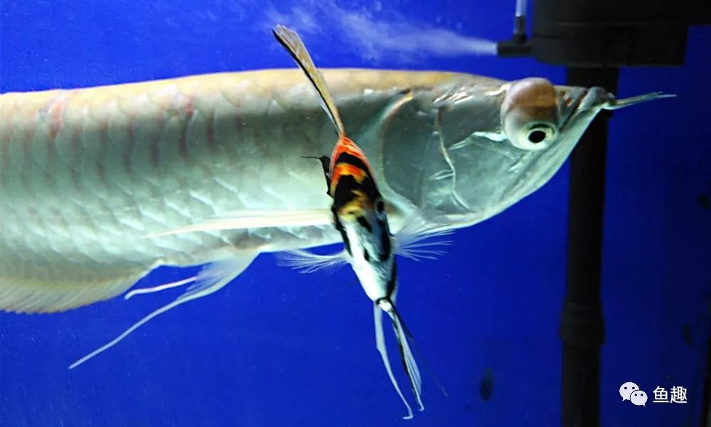 龙鱼眼睛撞破了怎么办,龙鱼吓到了要多久恢复