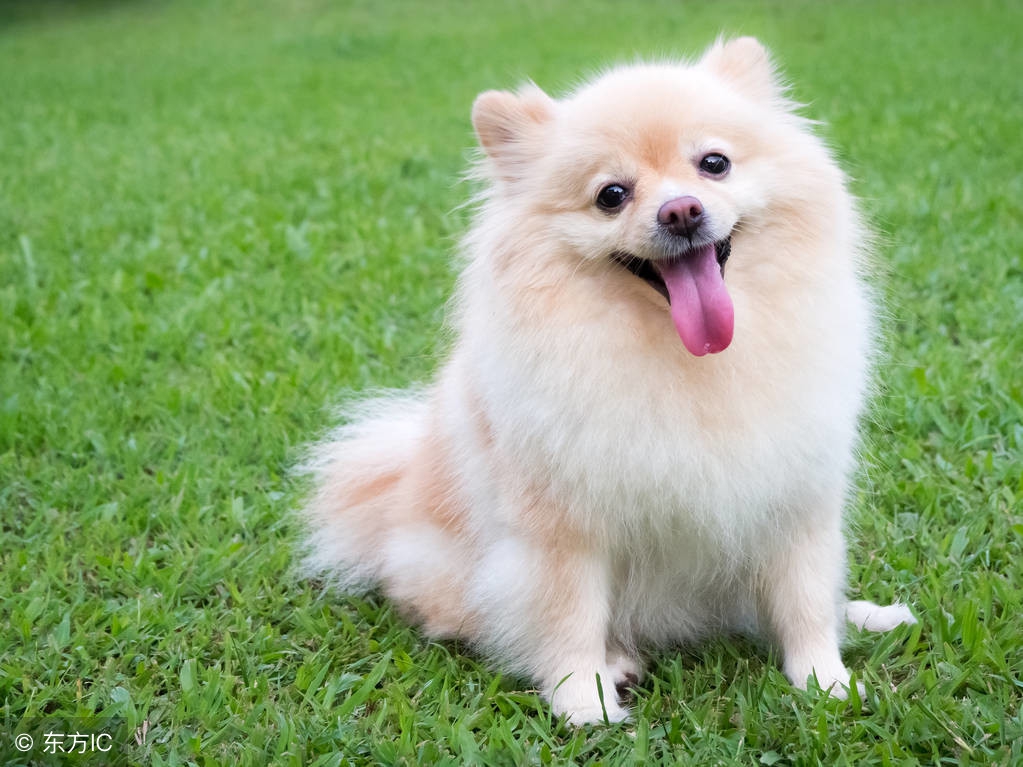 十二属相婚配表鸡和狗,十二属相排列顺序