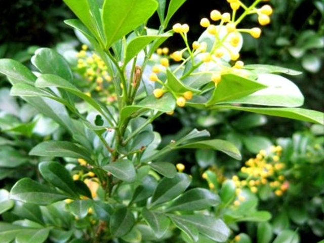 米兰花病虫害防治技巧和方法,如何把米兰花养好