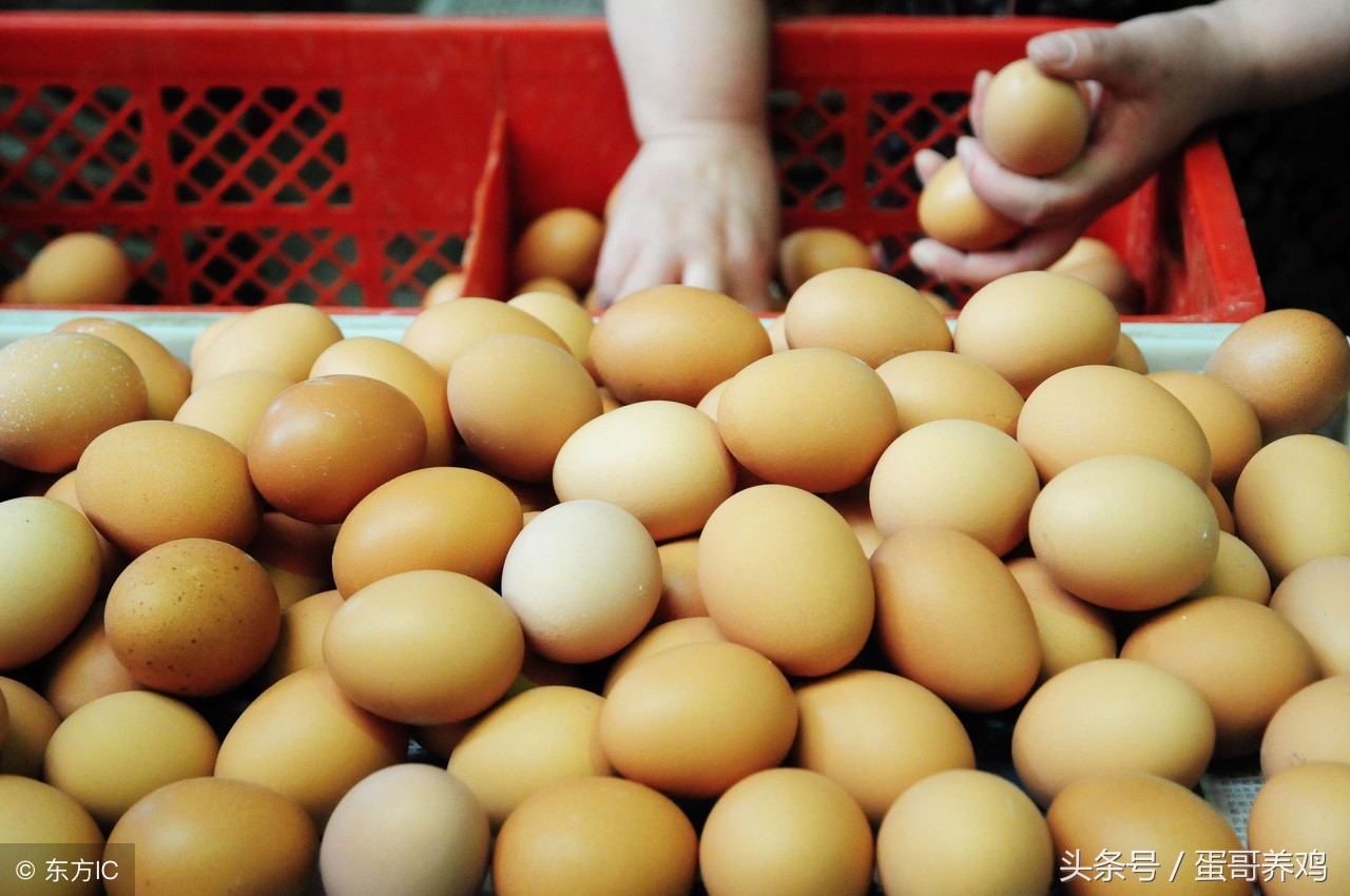 蛋鸡总是啄蛋怎么办,蛋鸡隔窝下蛋怎么办