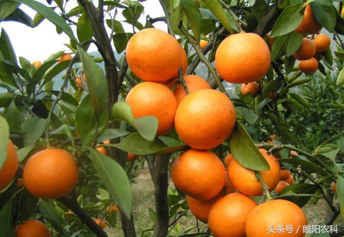 果树保花保果用什么农药好,膨果专用肥氯吡脲正确使用方法