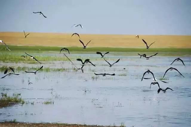 广州值得去的湿地公园,广州湿地公园拍摄