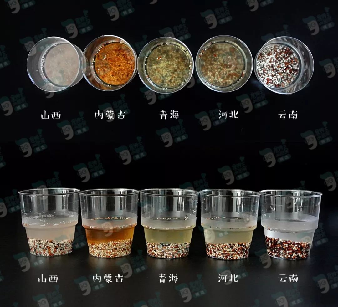 藜麦——碧昂斯靠它瘦了50斤的超级食物！｜双11砍价大优惠