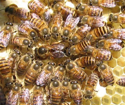 诱入蜂王最快最安全有效的方法,怎么找新蜂王最快最有效