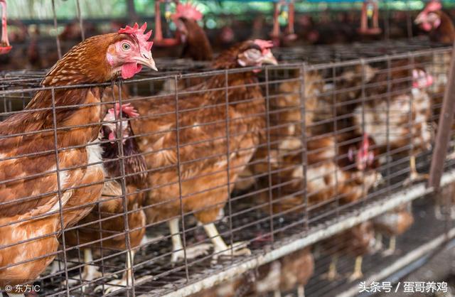 蛋鸡总是啄蛋怎么办,蛋鸡隔窝下蛋怎么办