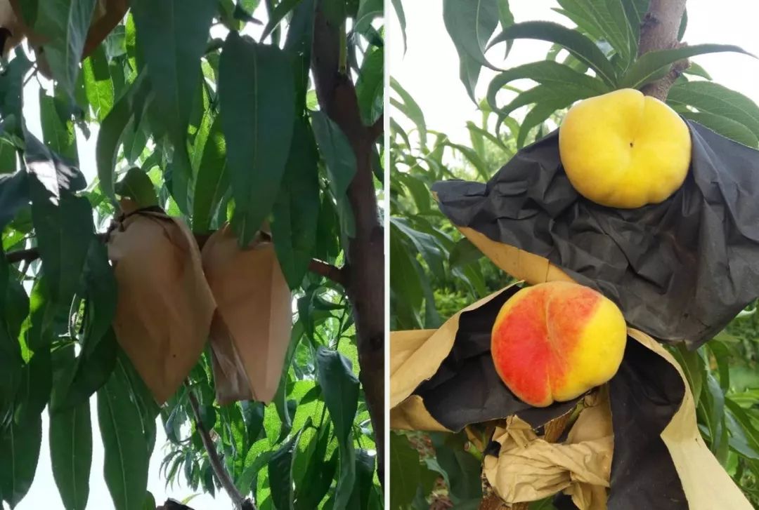 黄桃品种大全黄金黄桃,斑点脆油桃