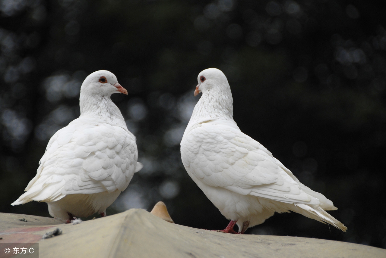 2022冷门养殖赚钱项目,冷门养殖业投资比较小的创业