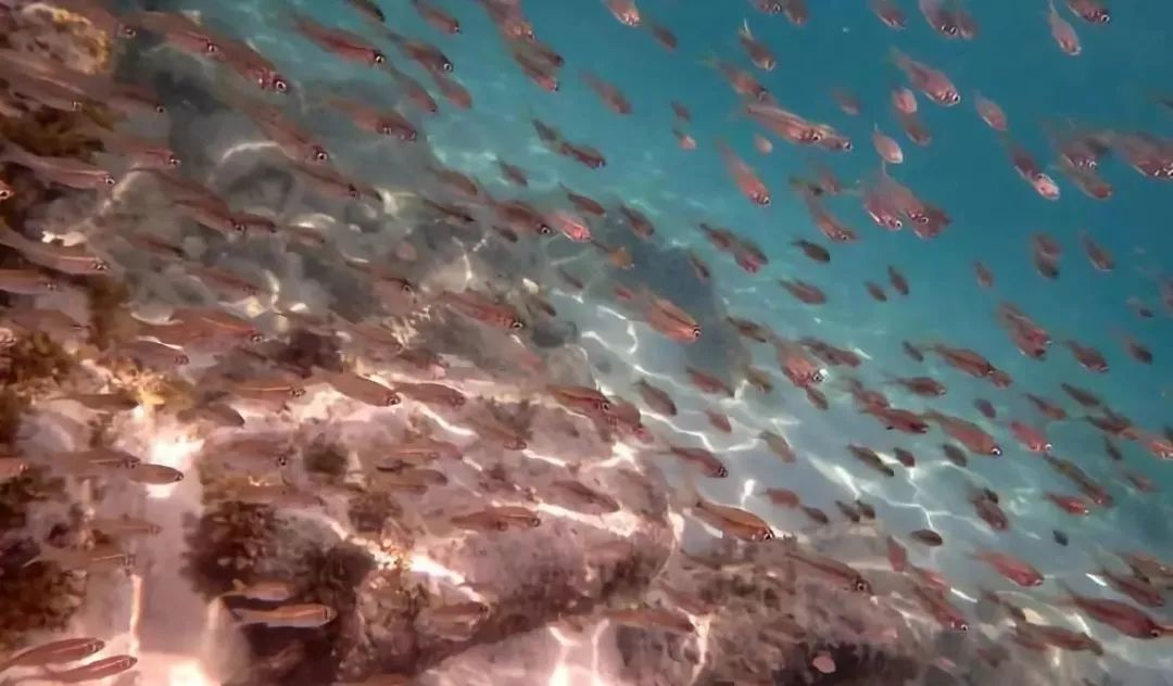 香港旅游攻略必玩的景点优秀4篇,香港必打卡景区