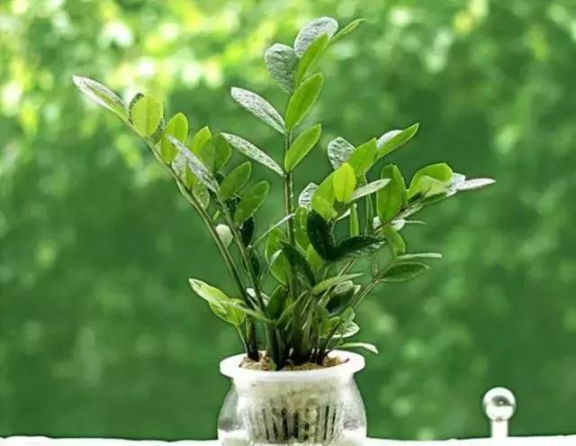 封闭小阳台种菜新手入门教程,家里小阳台种菜怎么种