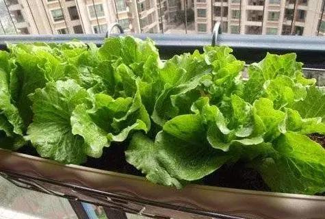 封闭小阳台种菜新手入门教程,家里小阳台种菜怎么种