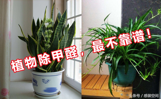 新房除苯除甲醛养什么绿植,芦荟和绿萝哪个除甲醛