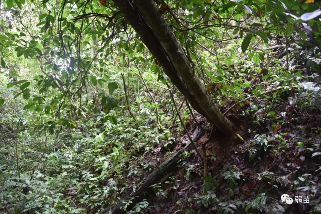 西双版纳四日博物之旅，都有哪些新发现