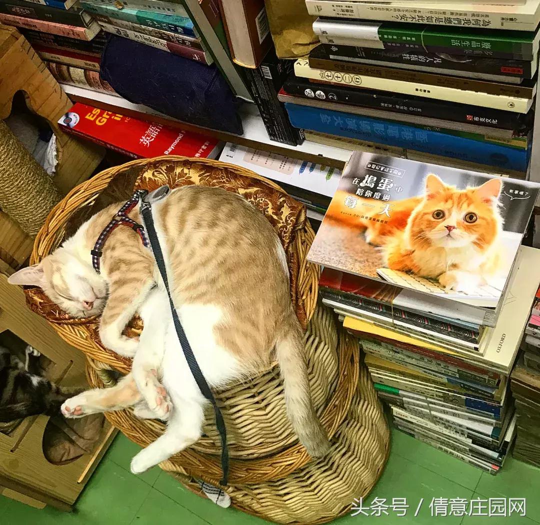 这是一家被喵星人占领的书店