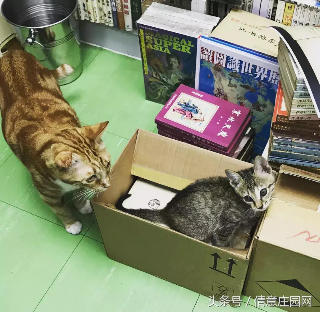 这是一家被喵星人占领的书店