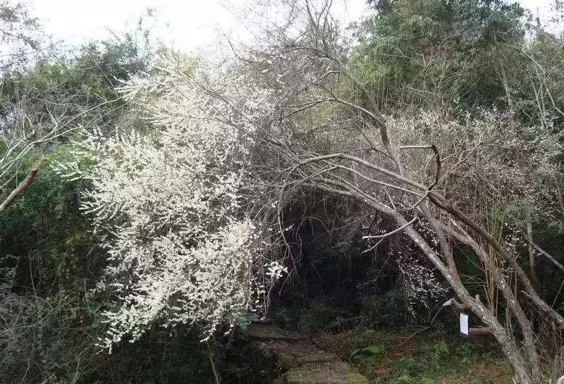 松溪附近打卡网红点,松溪网红打卡