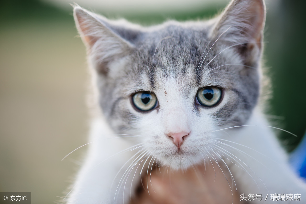 人得猫癣初期症状怎样辨别,猫癣长在人身上初期症状用药