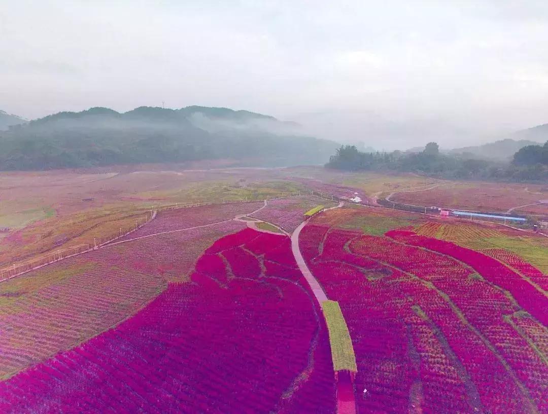 七夕将至，黄姚花海正值赏花期，相约一场简单爱！