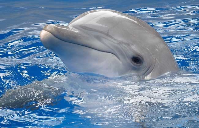 冈瑟四世的德牧,冈瑟四世狗的钱是哪来的