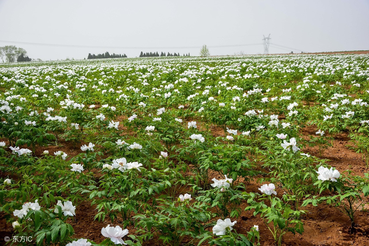 田间常见的野草大全可药用,四种野菜最好吃