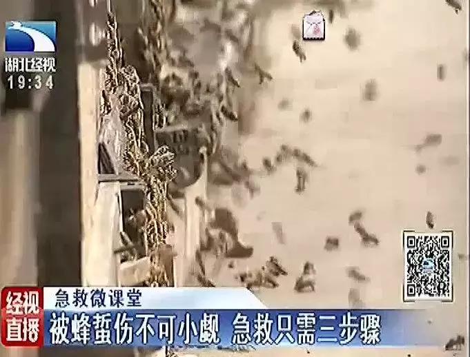 被蜂蛰了可以治病么,为什么被蜂蛰了用肥皂水管用