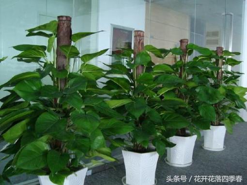 绿萝用什么药长得快长得好,长期吃的三种药让你的绿萝疯长