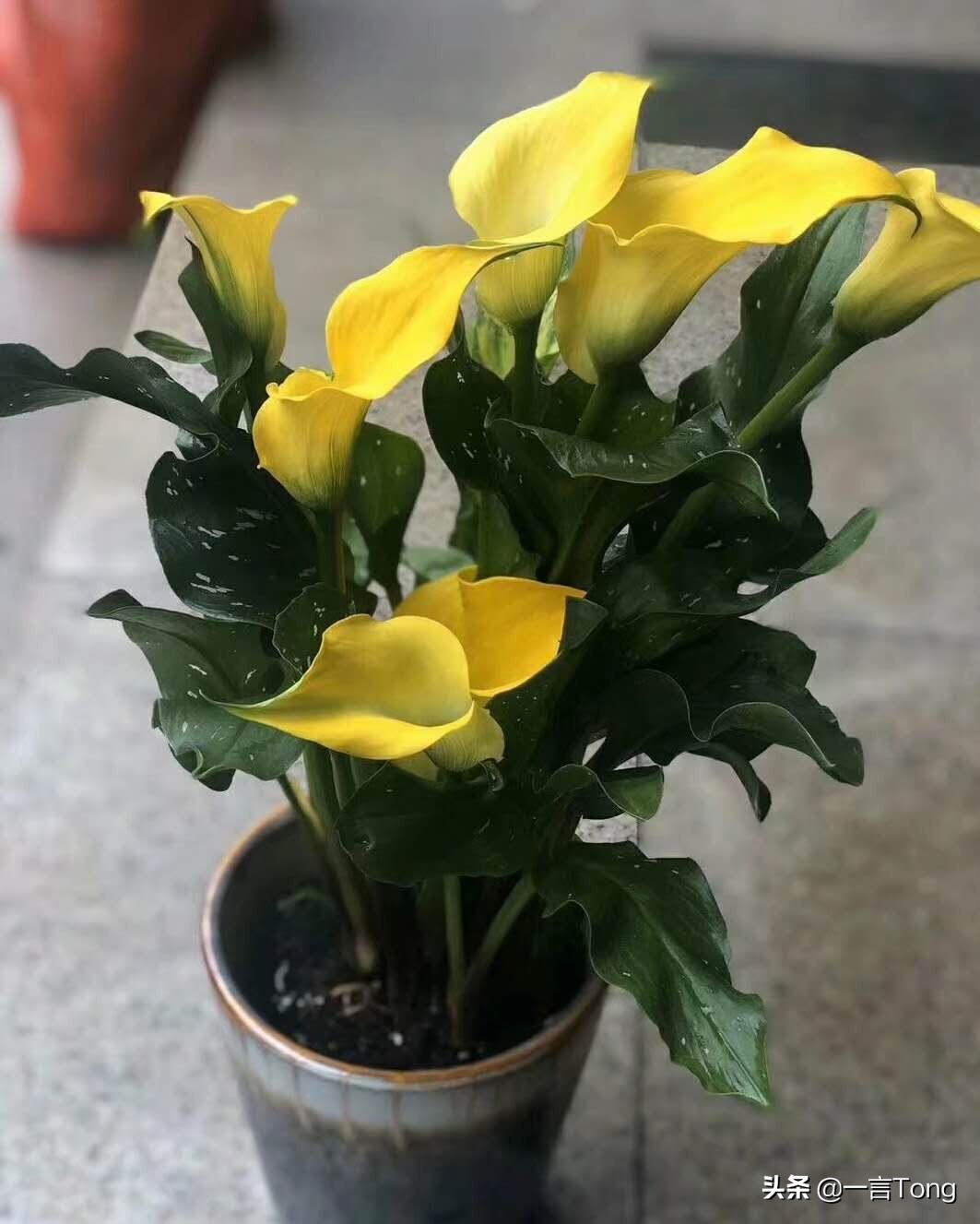 贵族版马蹄莲,高贵雅致马蹄莲