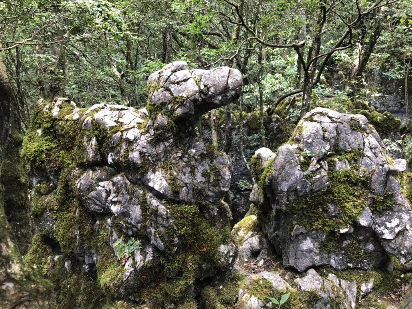 金佛山西坡两日游攻略,金佛山夏季两日游