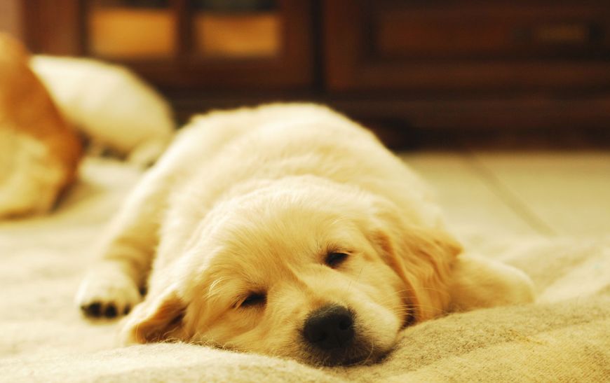 十大名犬哈士奇,全球公认十大最可爱的宠物狗