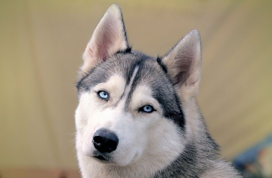 十大名犬哈士奇,全球公认十大最可爱的宠物狗